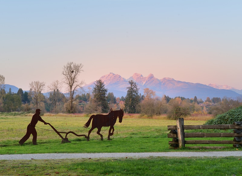 Horse in field, Langley, B.C.