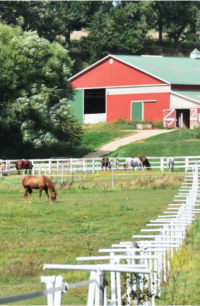 Farm scene with grazing horses in a fenced pasture, a red barn with green doors in the background, and trees providing shade in Langley, B.C., Canada.