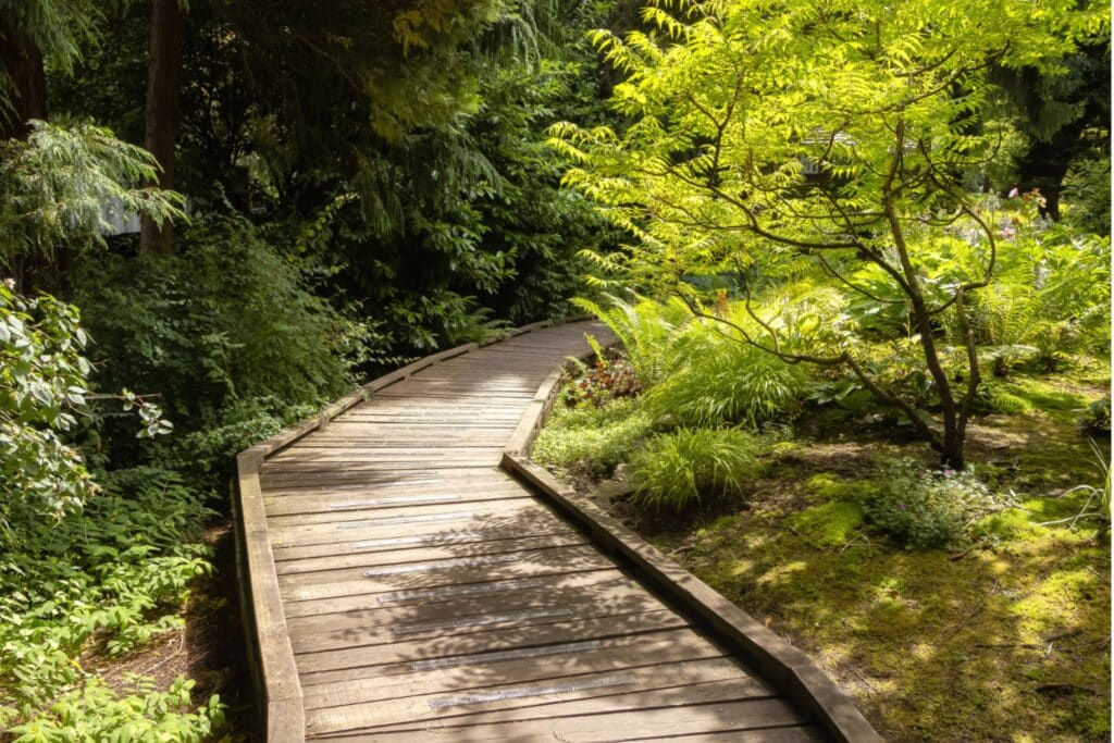 Curved wooden boardwalk through a sunlit forest with tall trees and dense greenery in Langley, B.C., Canada.