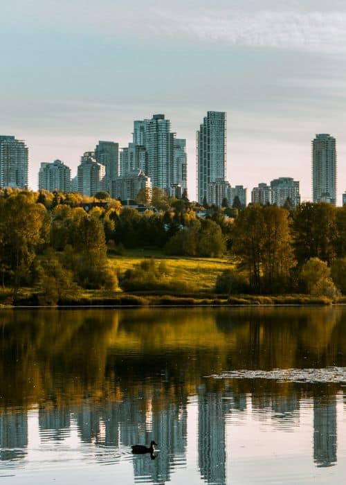 Duck swimming on lake against trees and city scape on an autumn day at sunset in Burnaby, B.C., Canada