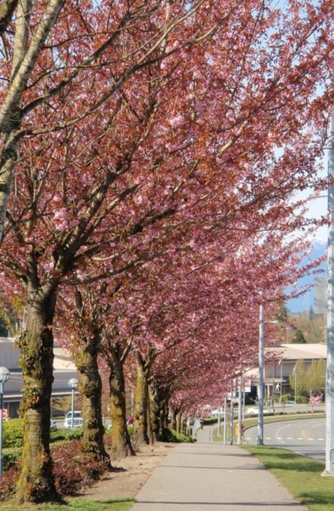 Cherry blossom trees in full bloom lining a sunny sidewalk with grass, streetlights, and the Walnut Grove Secondary School in the background in Langley, B.C., Canada.