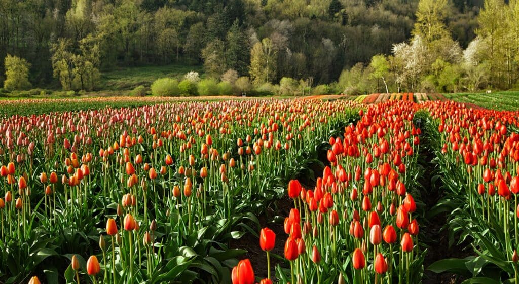 Field of tulips in Abbotsford.