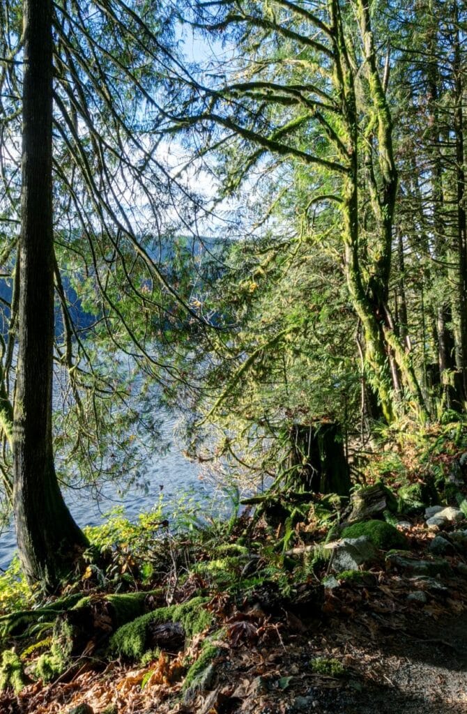 Forest trails by the ocean.