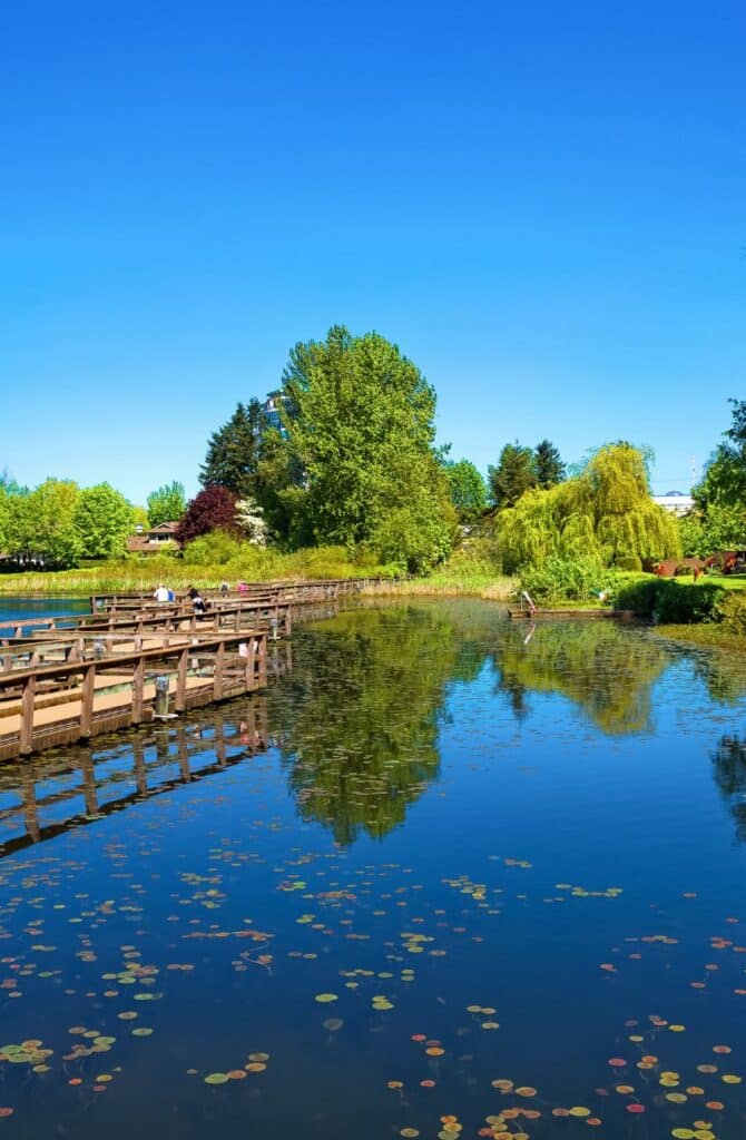 Pond in Abbotsford B.C.