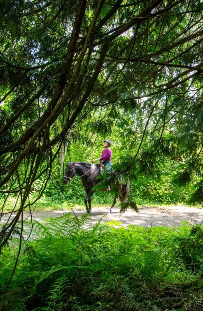 Woman in purple shirt and riding helmet riding a black horse on a pathway in a forest with sunshine filtering through the trees.