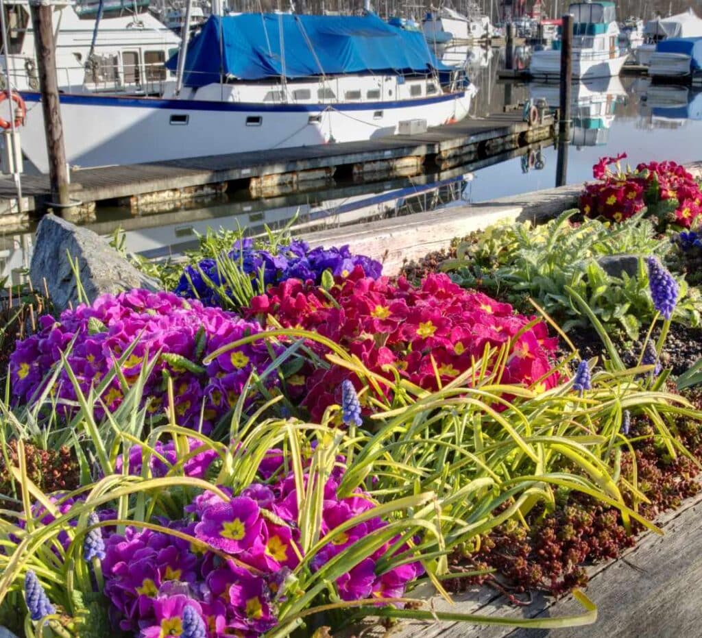 Garden box on dock in Delta, B.C.