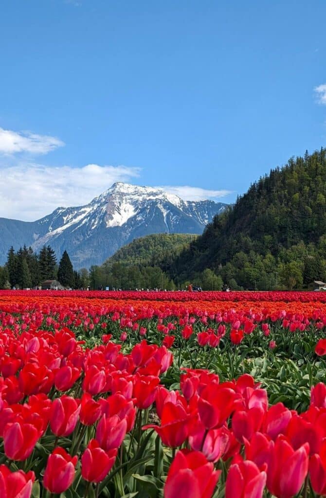Red tulips against a backdrop of a snow capped mountain and green trees in Agassiz, B.C.