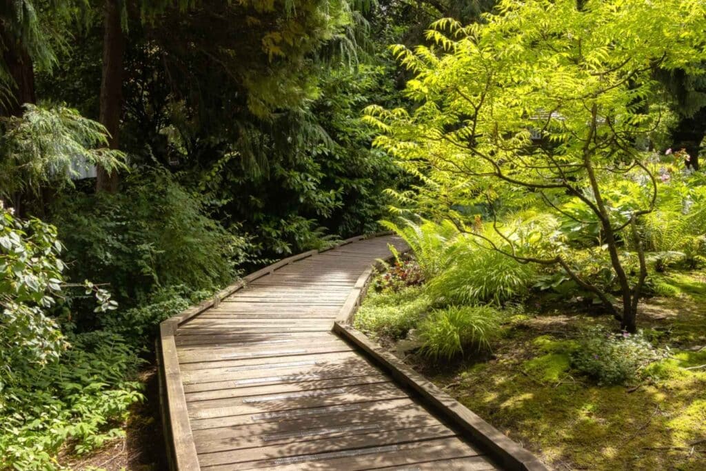 Wooden pathway in a forest with sunshine