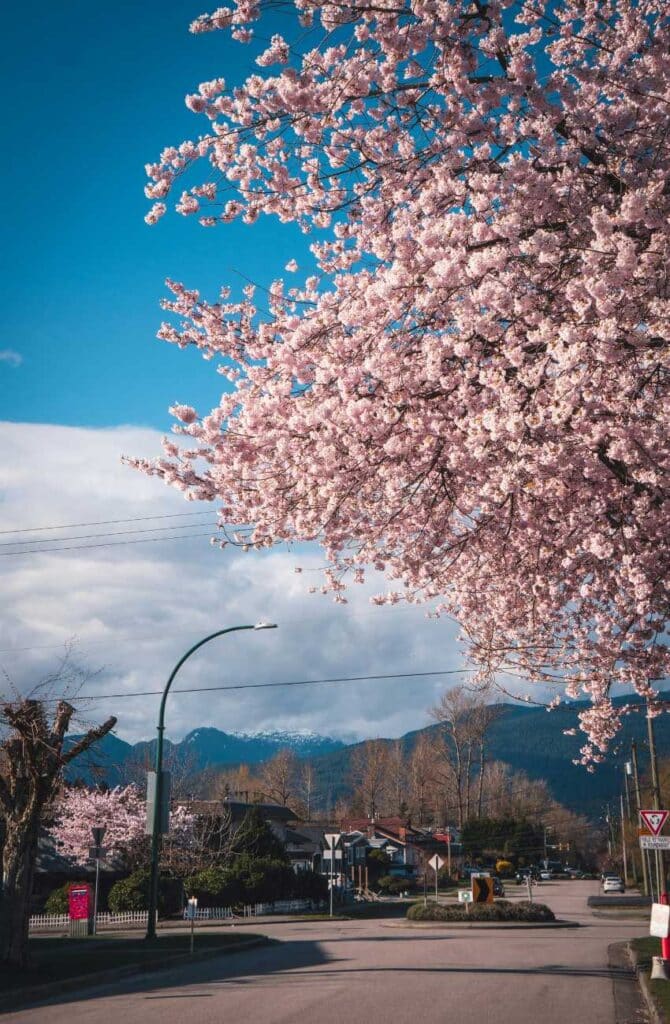 A roundabout intersection street view with blooming cherry blossom trees facing the mountain range in North Burnaby, B.C., Canada.